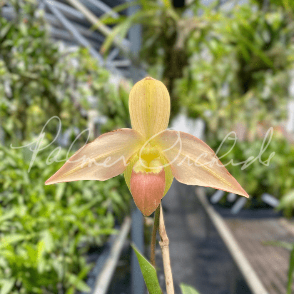 Phrag. QF Kealohaikea — Palmer Orchids